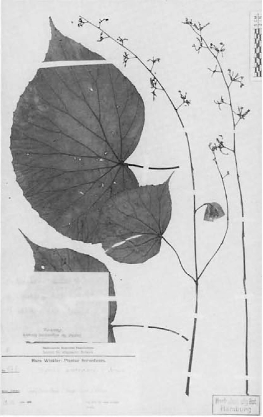 B. walteriana
